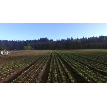 Green Japanese chive   Bunching Shallot  Onion seeds